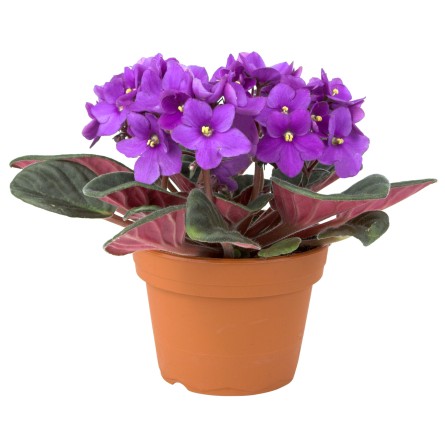 African Violet